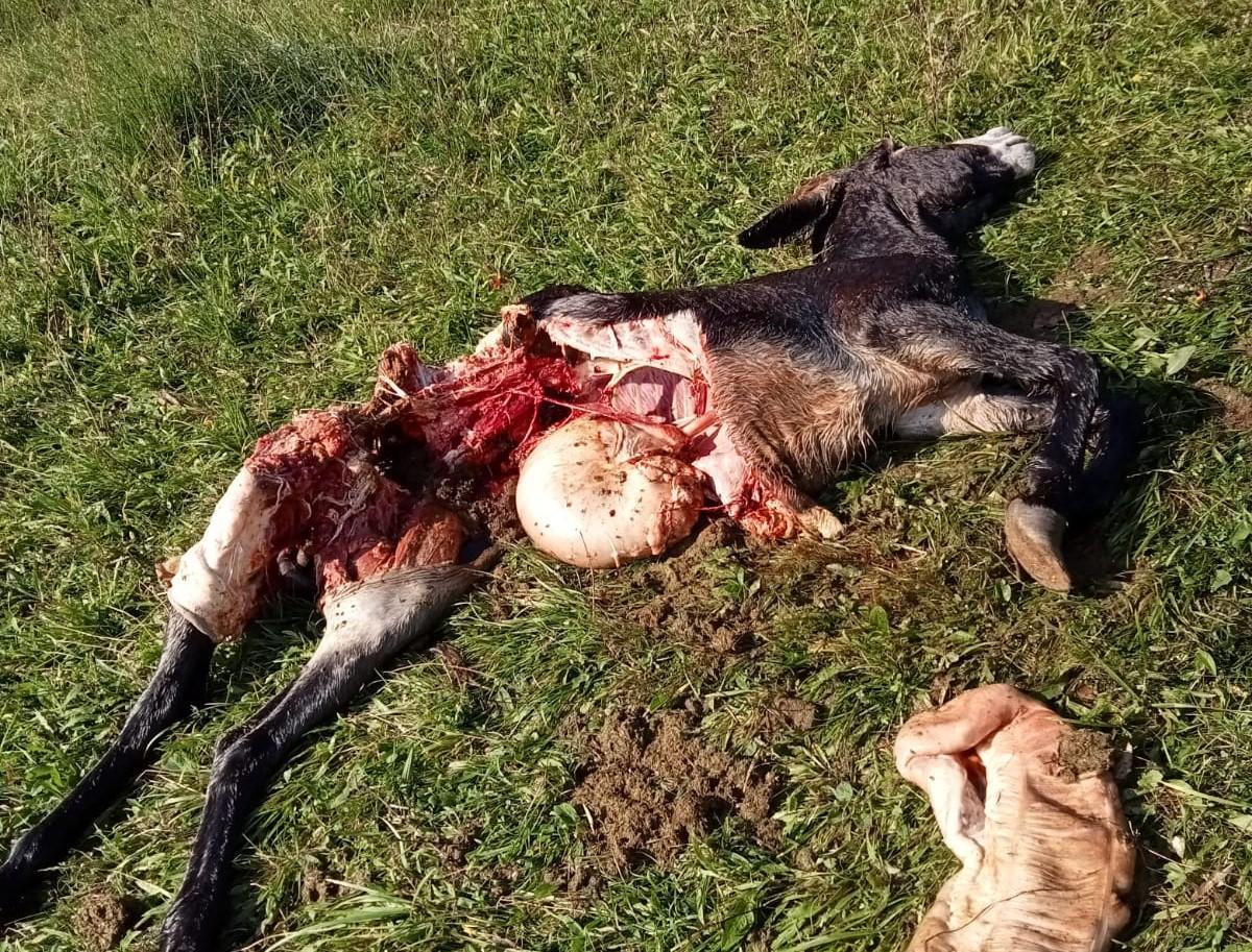 Un joven burro muerto por los ataques en el Aramo
