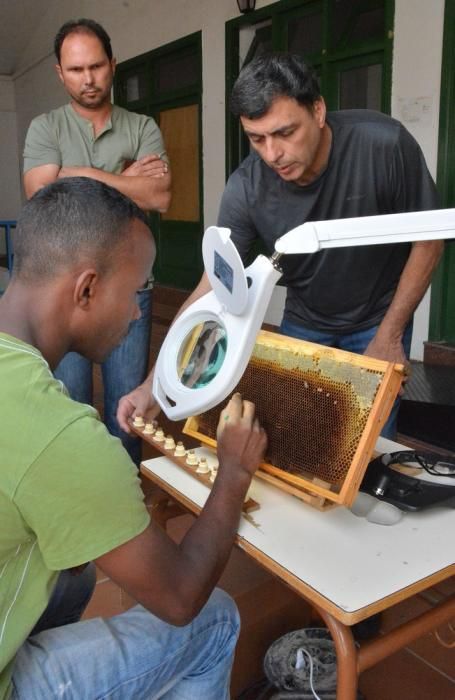 CURSO CRIAS ABEJAS REINA