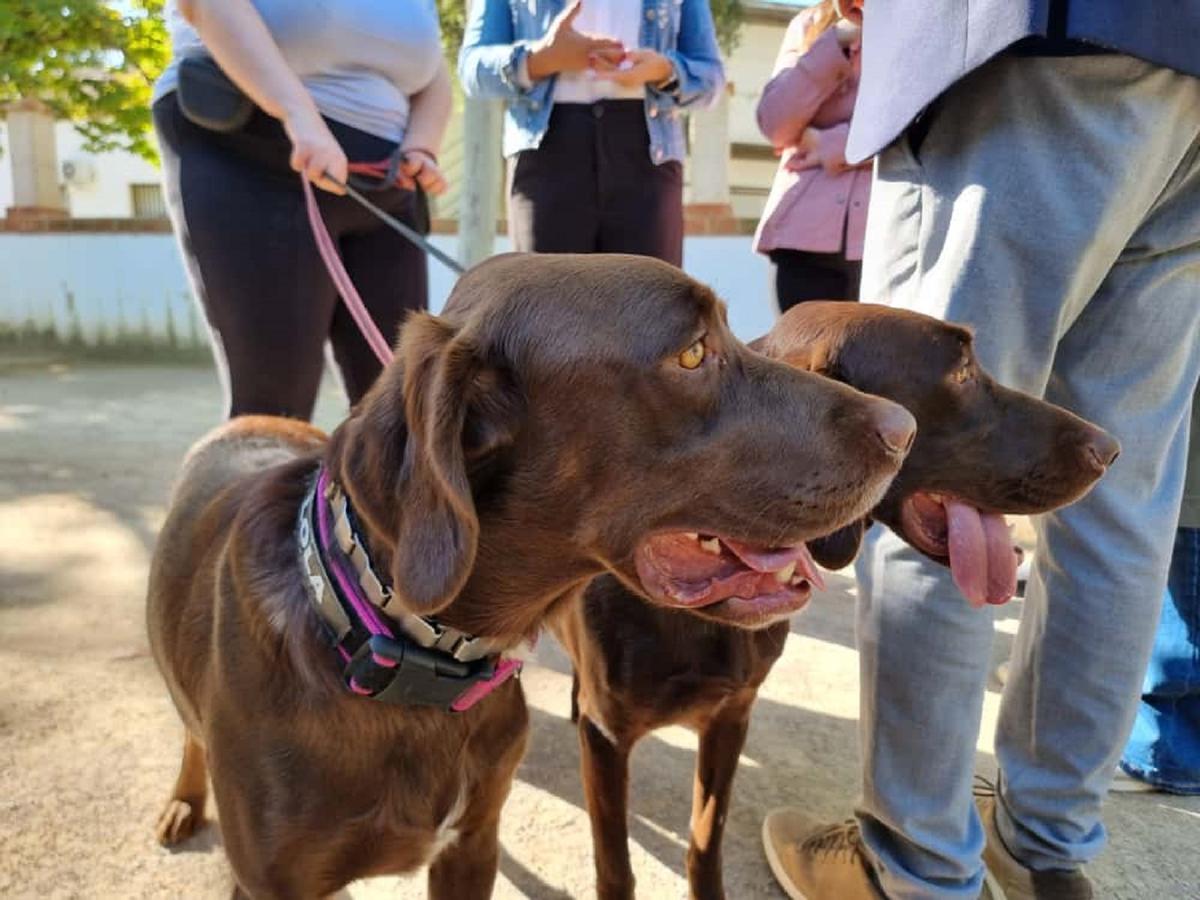Bimba y Lola, de la unidad canina de la Policía Local.
