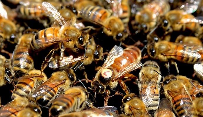 07/06/2018 EL CARACOL, TELDE. Colmenas de abejas ...