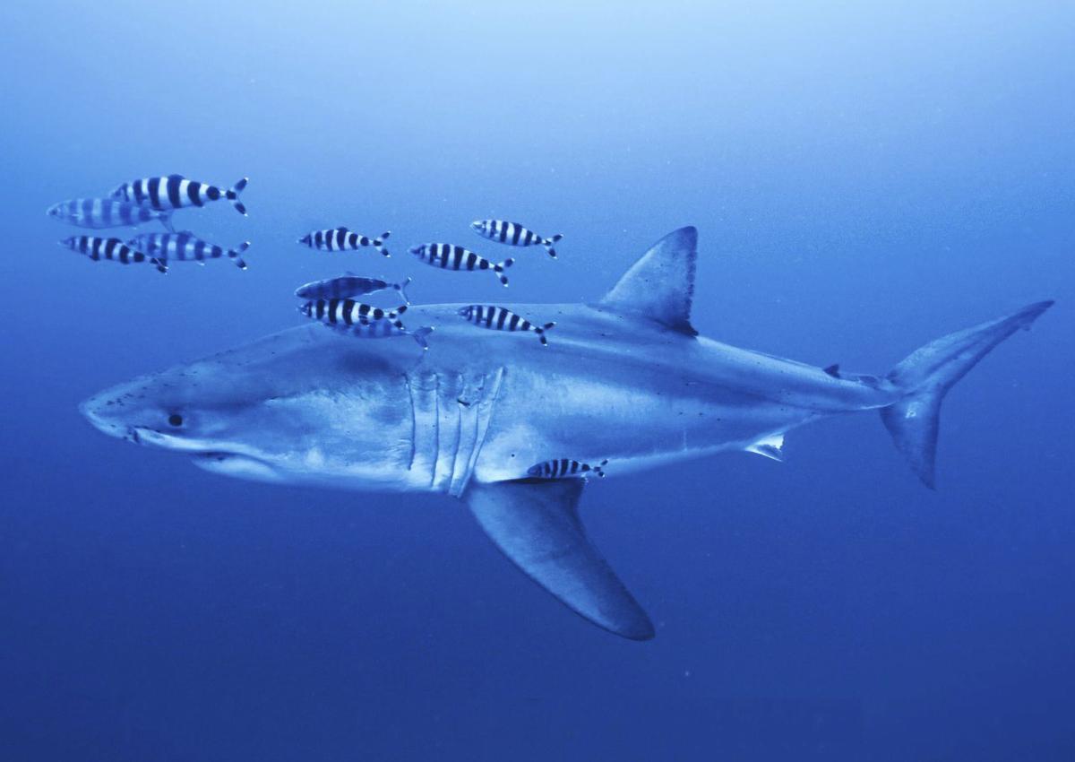 Experten schätzten den von Lotsenfischen begleiteten Hai auf vier Meter Länge. | F.: DERK REMMERS/GHOST DIVING