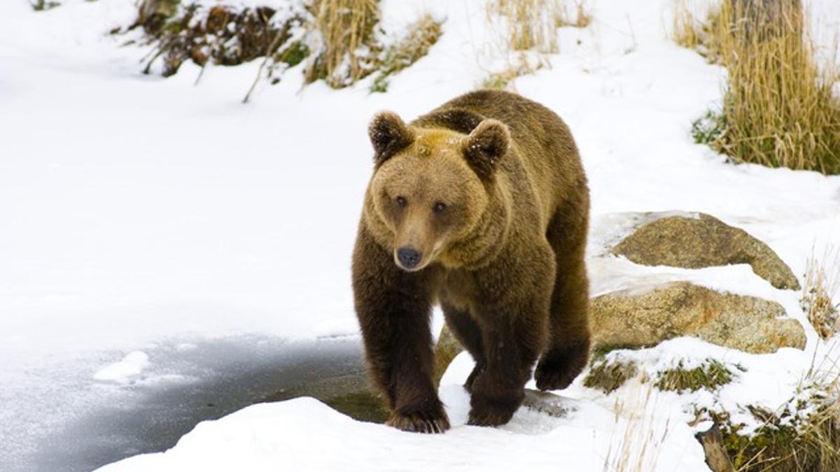 Uno de los osos reintroducidos en el Pirineo francés.