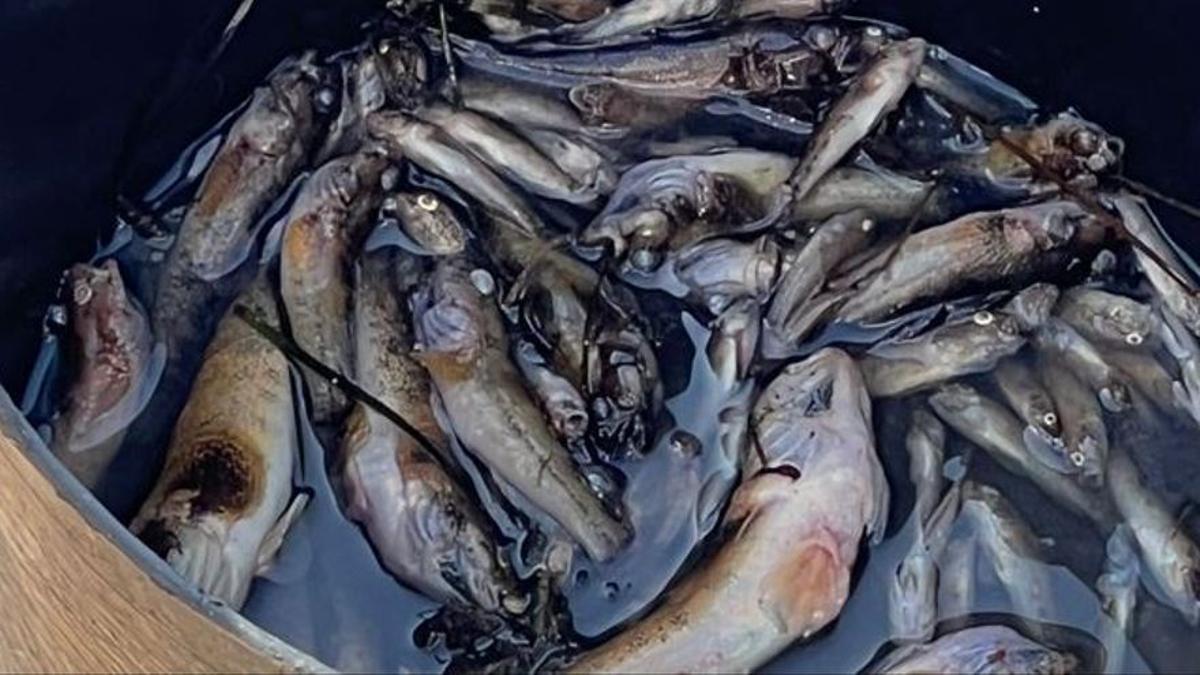 Peces muertos en el Mar Menor: aparecen ejemplares sin vida en Santiago de la Ribera. /  L.O.