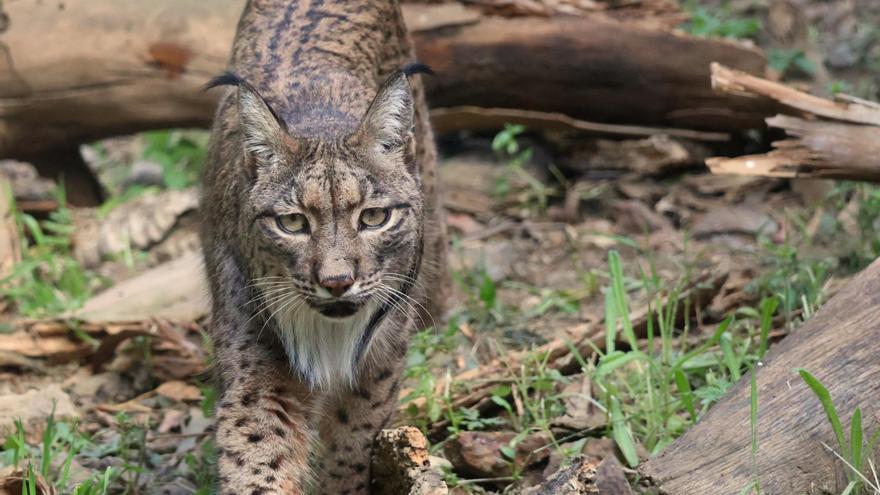 Javo, el lince ibérico residente en Selwo Aventura, cumple 13 años