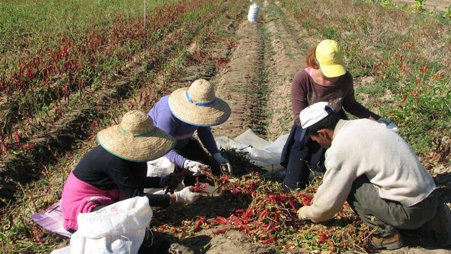 Dinamarca se embelesa con el oro rojo verato