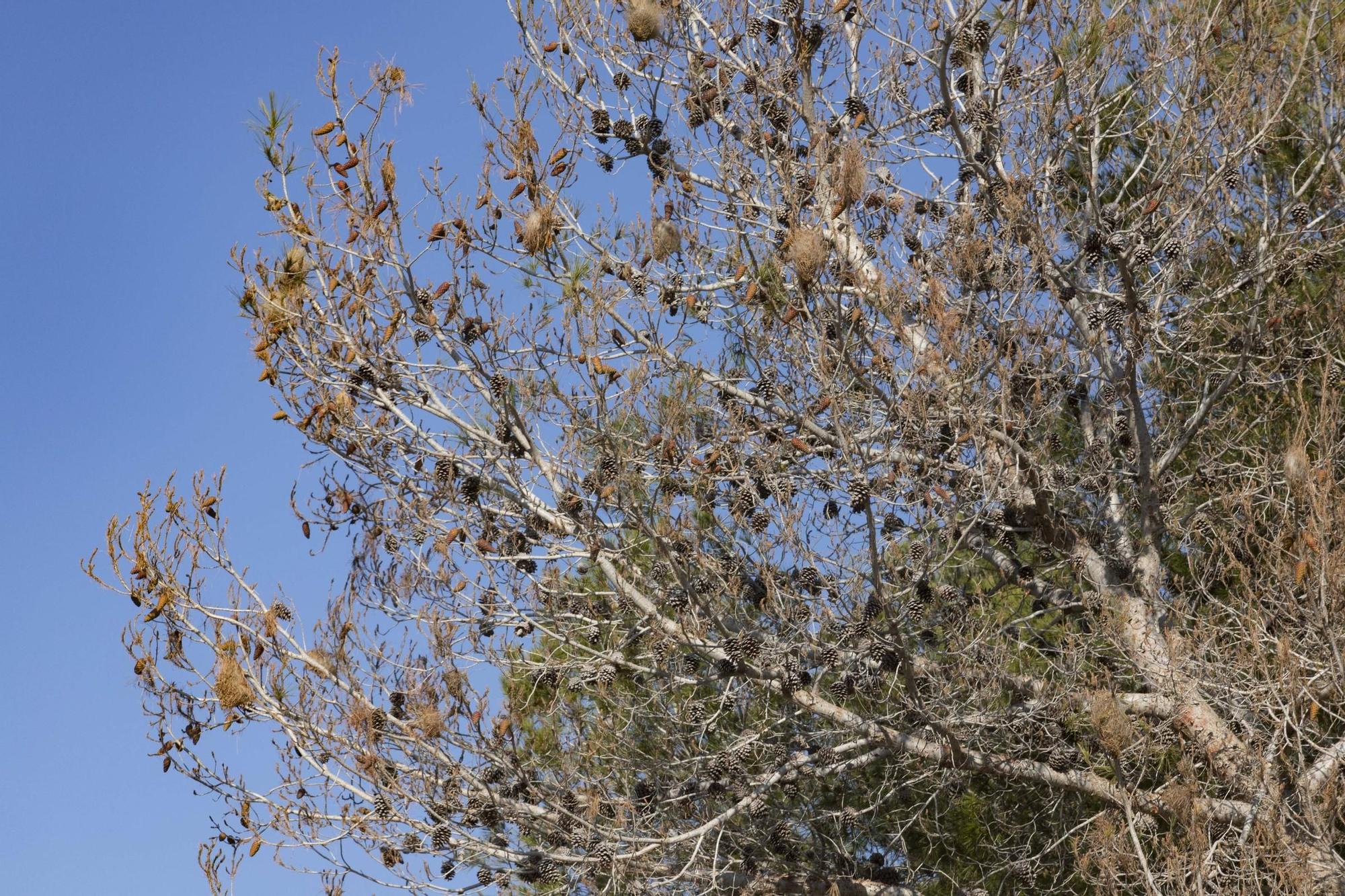 La procesionaria, una plaga que se expande en las zonas naturales