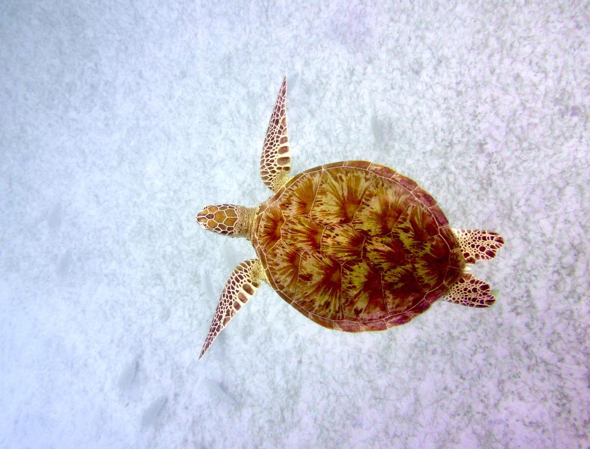 Las Islas Perhentian son un paradisíaco archipiélago en la costa noreste de Malasia. Conocidas por sus aguas cristalinas y playas de arena blanca, están libres de coches y se componen principalmente de dos islas: Kecil y Besar