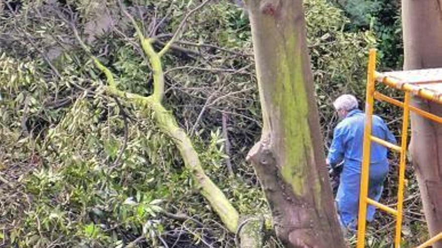 IU denuncia la tala de seis árboles en el casco antiguo