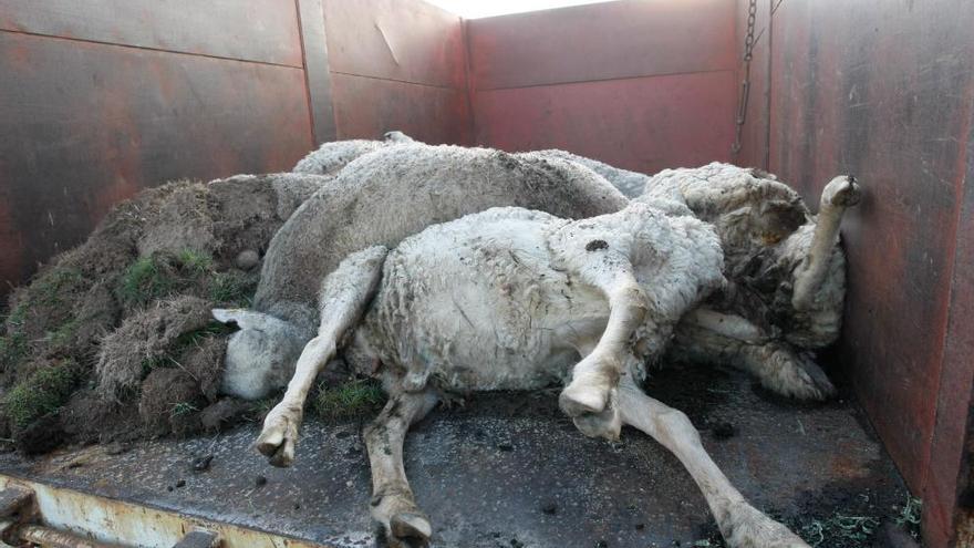 ovejas muertas por un ataque de lobos en Peñausende