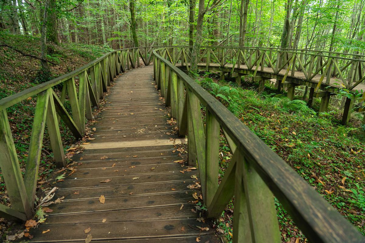 Bosque de secuoyas del Monte Cabezón en Cabezón de la Sal, Cantabria