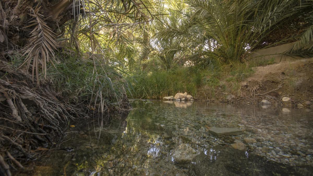 La DANA de 2019 hizo determinante apostar por la recuperación de El Palmeral.