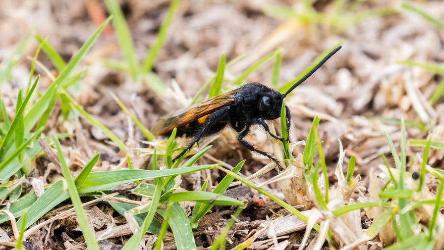 La mosca negra vuelve a España: ¿transmiten alguna enfermedad? ¿Qué hacer si nos pica?