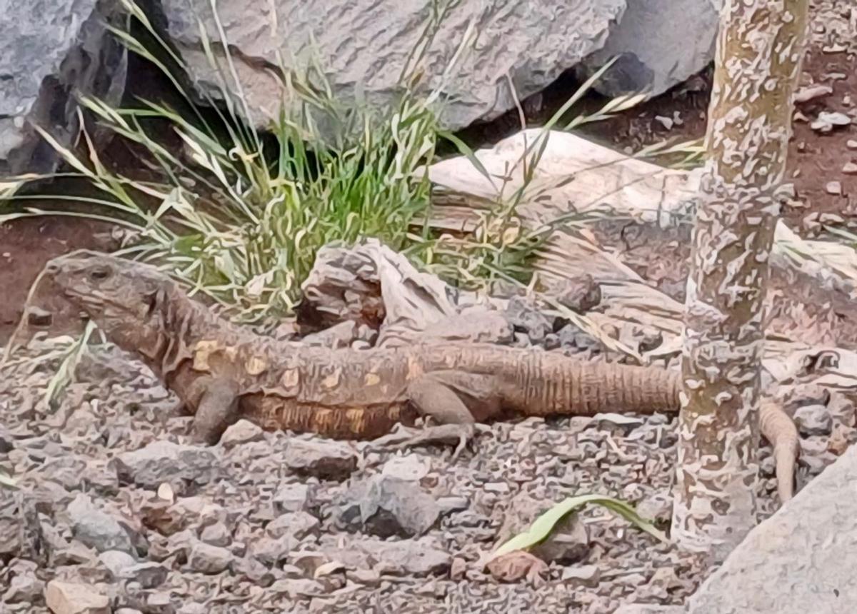 Un ejemplar adulto de lagarto gigante de El Hierro.