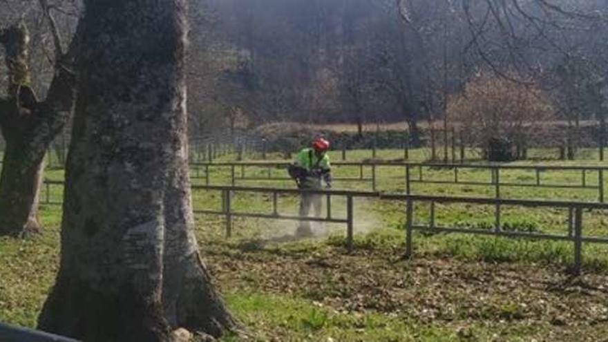 Un operario trabajando en el Castañéu de Corao.