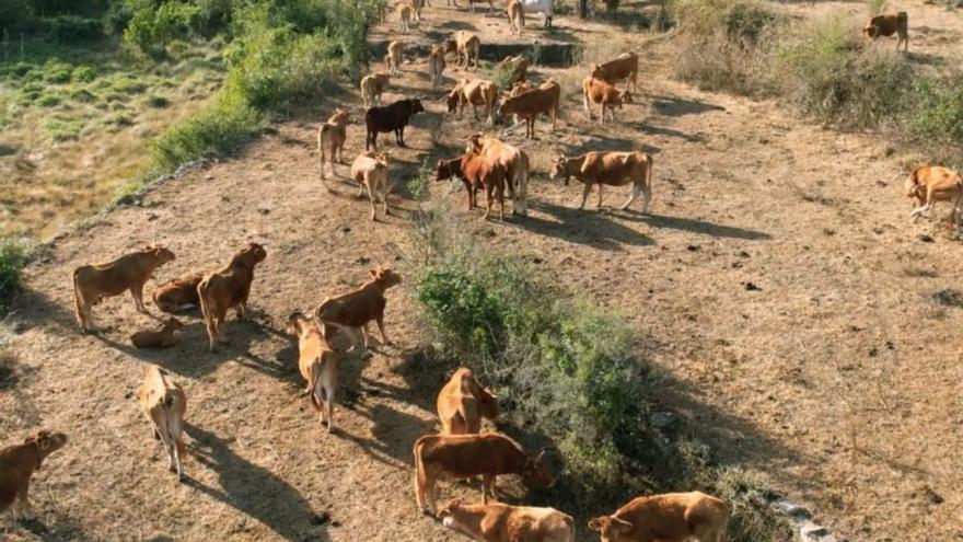 Un rebaño de vacas pasta en una de las parcelas del término municipal de Olba. | AYUNTAMIENTO DE OLBA