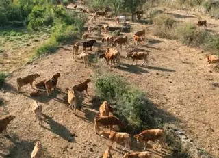 Olba (Teruel) lucha contra el fuego como antaño: las vacas, al monte