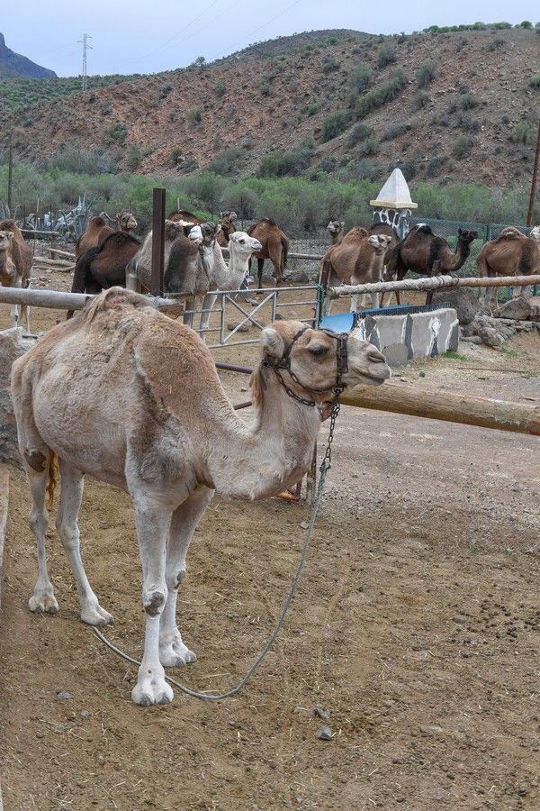 Camellos que este año se han quedado sin cabalgatas