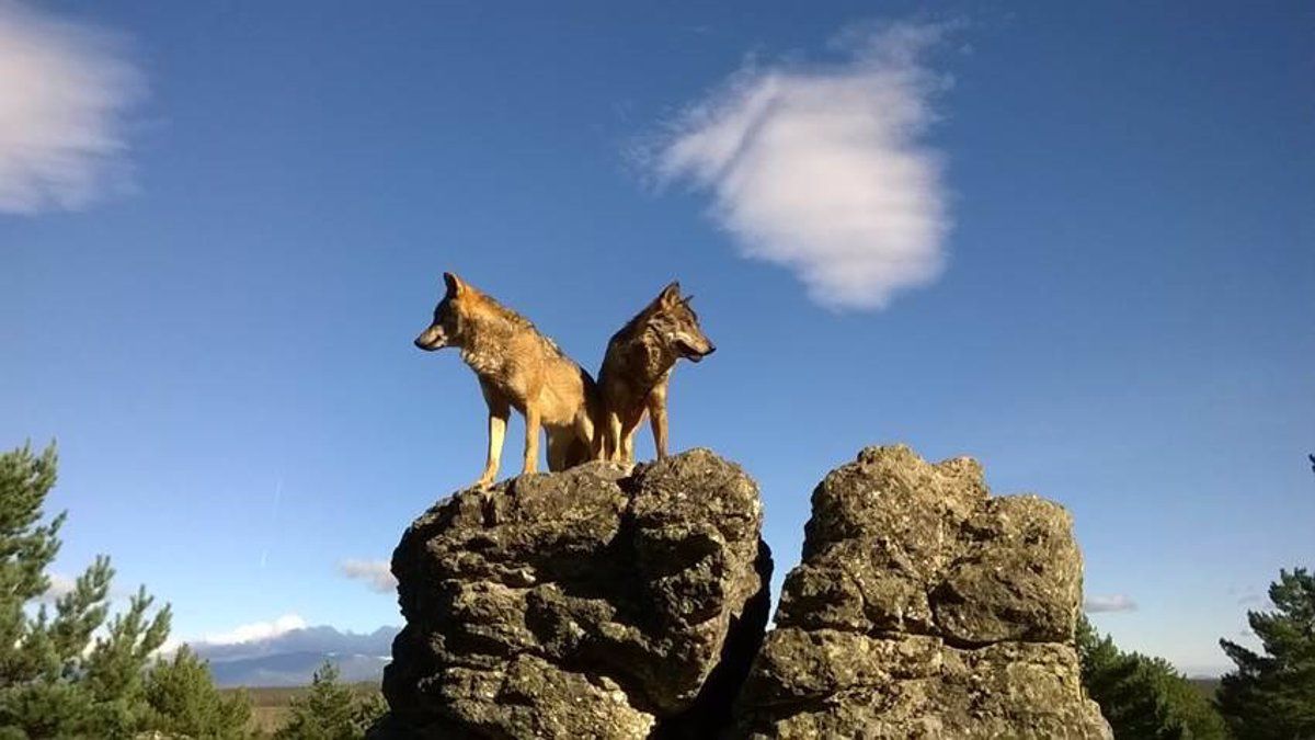 Dos lobos sobre una roca