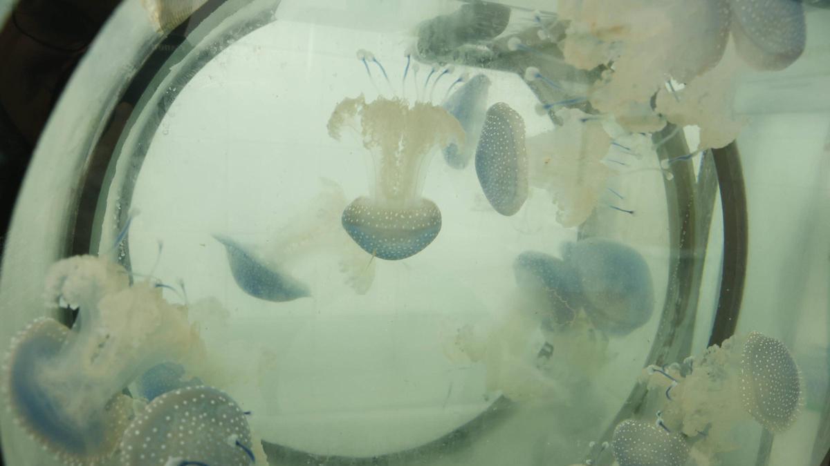 Uno de los tanques del Acuario.