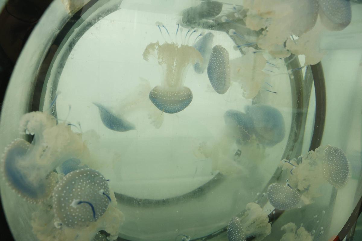 El trabajo de los profesionales del Acuario de Gijón, que alcanza sus 20 años de actividad, en imágenes.