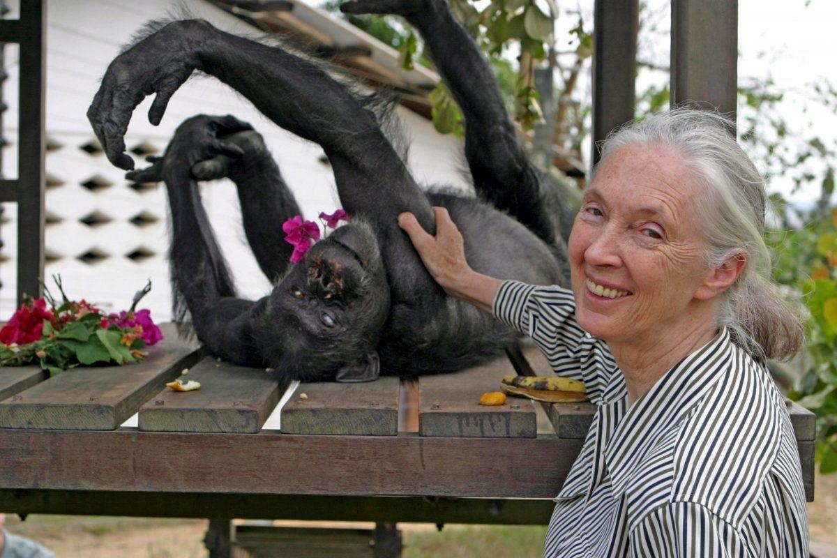 Goodall, con un chimpancé