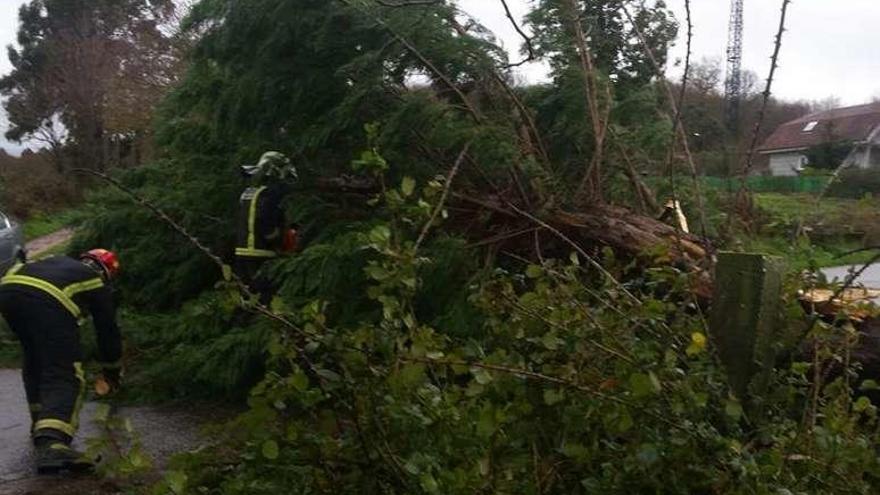 Bomberos retiran un árbol en Donsión.