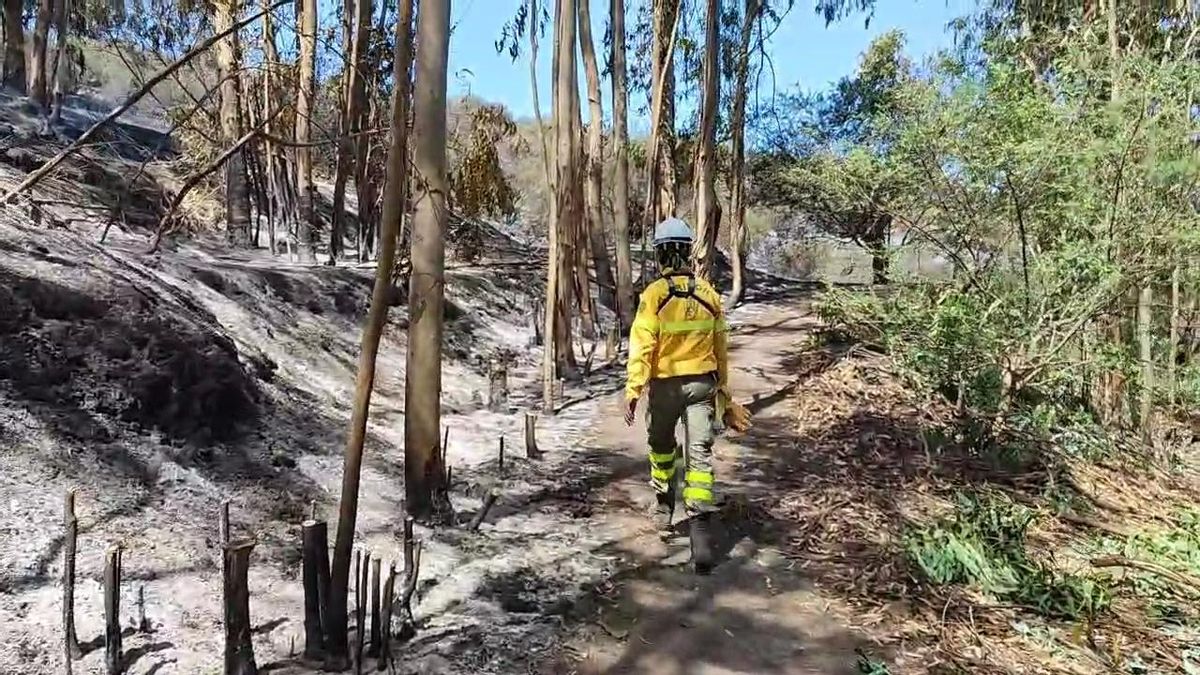 Labores de perímetro en el incendio del norte de Tenerife