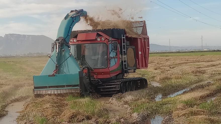 Una máquina quitanieves para recolectar la paja del arroz