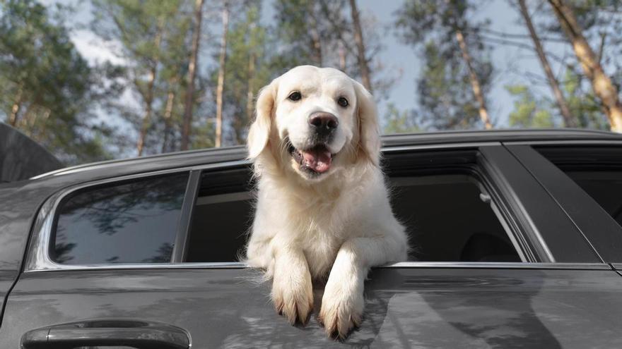 Ya es oficial: la UE endurece hoy las normas para los dueños de perros y gatos con un nuevo requisito obligatorio