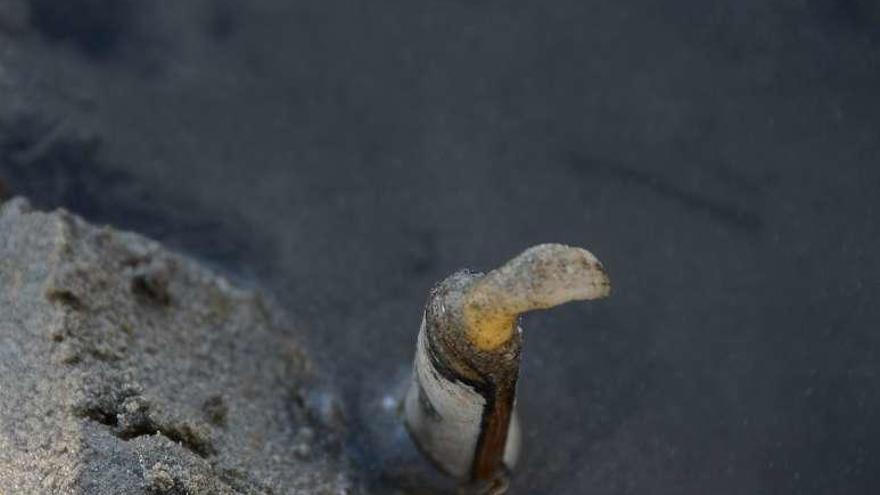 Un longueirón sale de la arena tras arrojarle un poco de sal. // G.N.