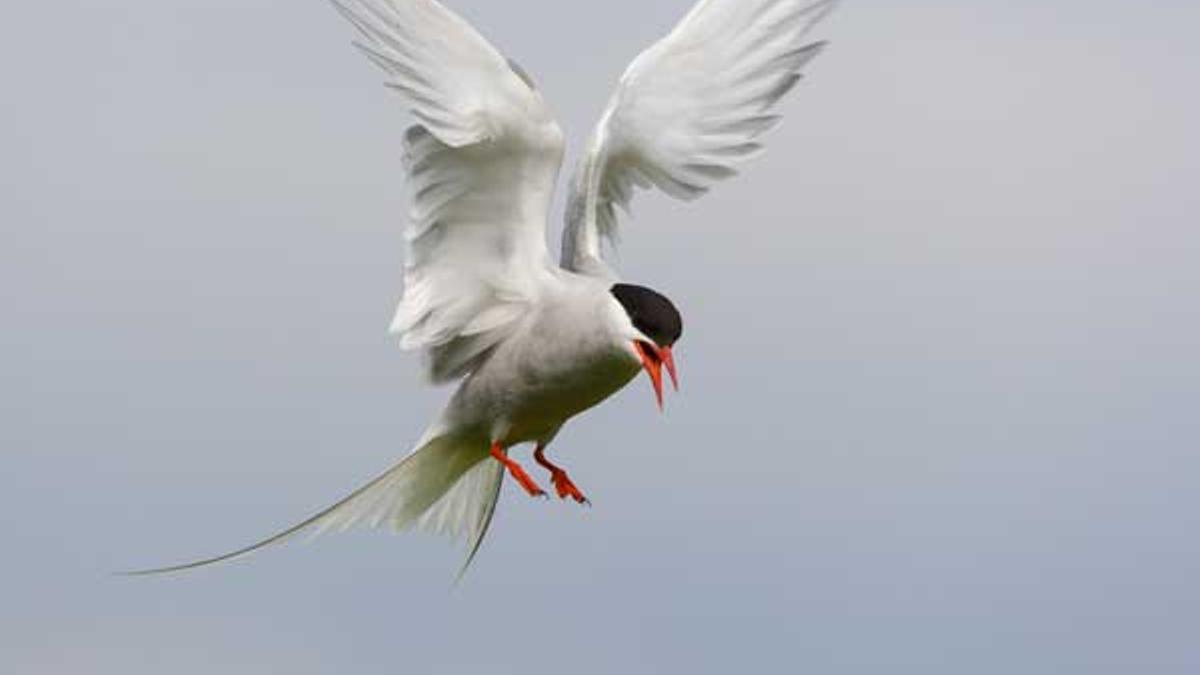 En las Svalbard hay más de 200 especies de aves. En la foto, charrán ártico.