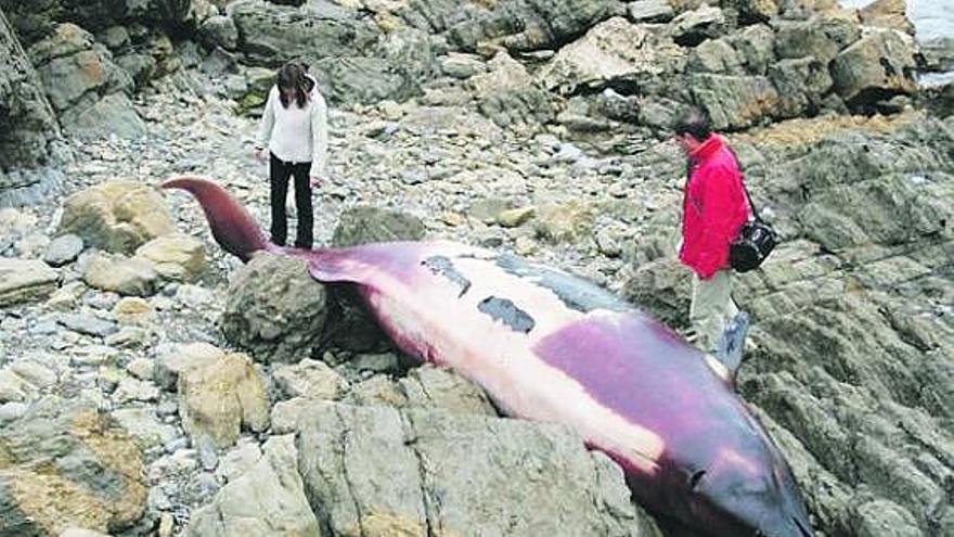 Dos miembros de la Cepesma, ayer, junto al zifio común varado en la playa de Los Boletos, junto al arenal de El Dique.