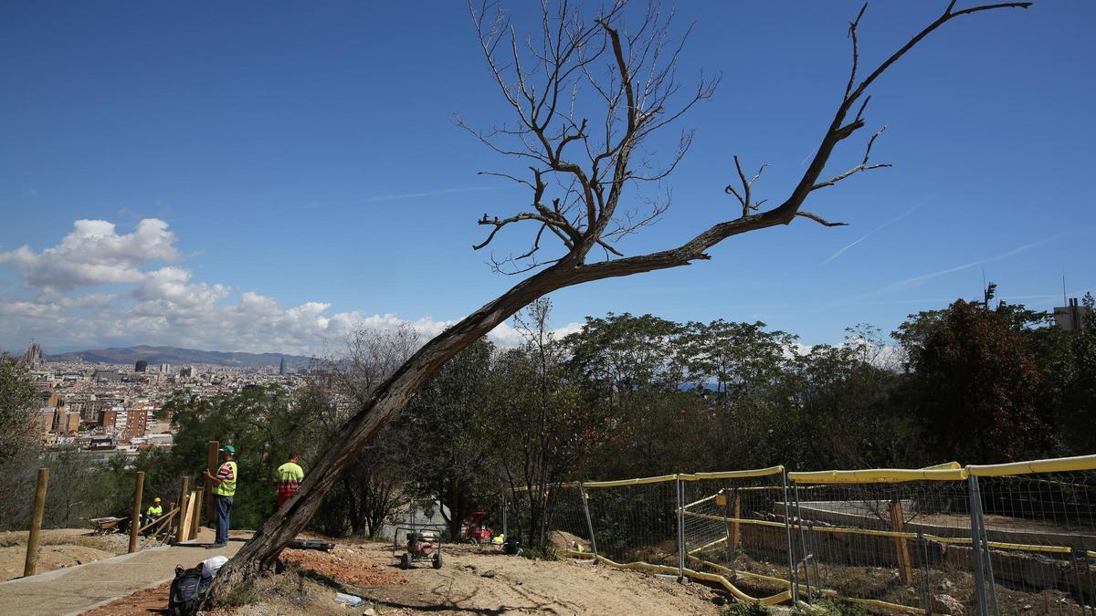 Un árbol junto a unas obras en la montaña de Montjuïc, en Barcelona.