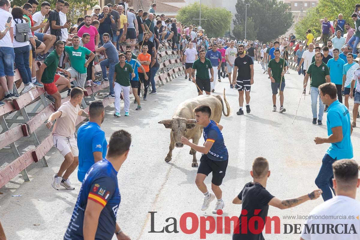 Segundo encierro de la Feria Taurina del Arroz en Calasparra