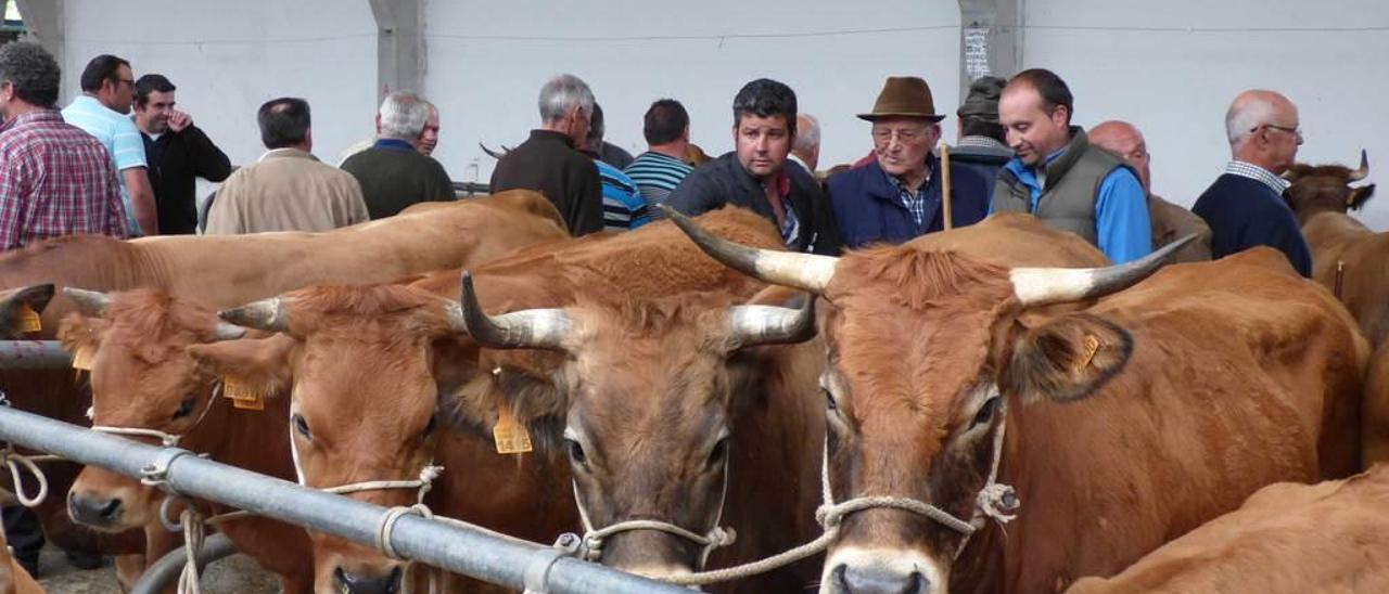 Un grupo de ganaderos observa varias reses, ayer, en la feria canguesa.