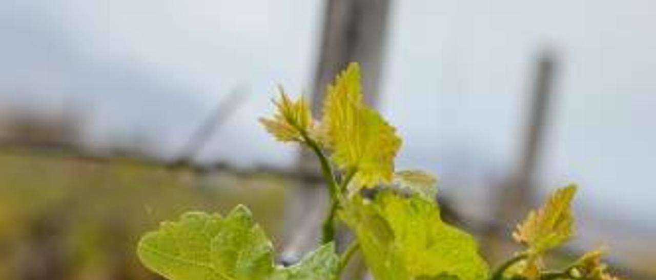 La anhelada lluvia en los viñedos del Vinalopó que comienzan a verdear tras el «lloro de savia».
