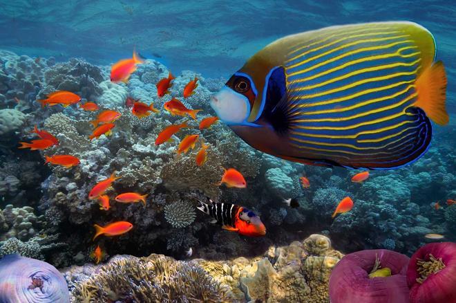 Peces de colores, australia