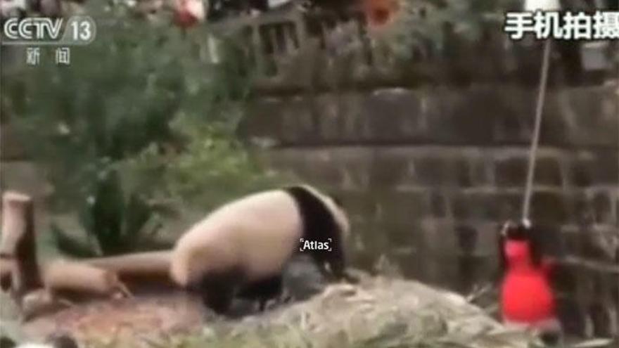 El agónico rescate de una niña que cayó a un foso de osos pandas gigantes