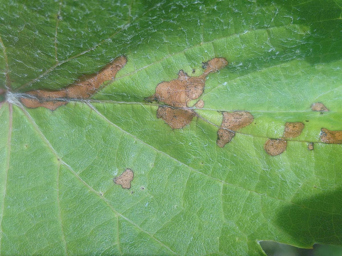 Manchas de black-rot en plantas abandonadas de O Condado.