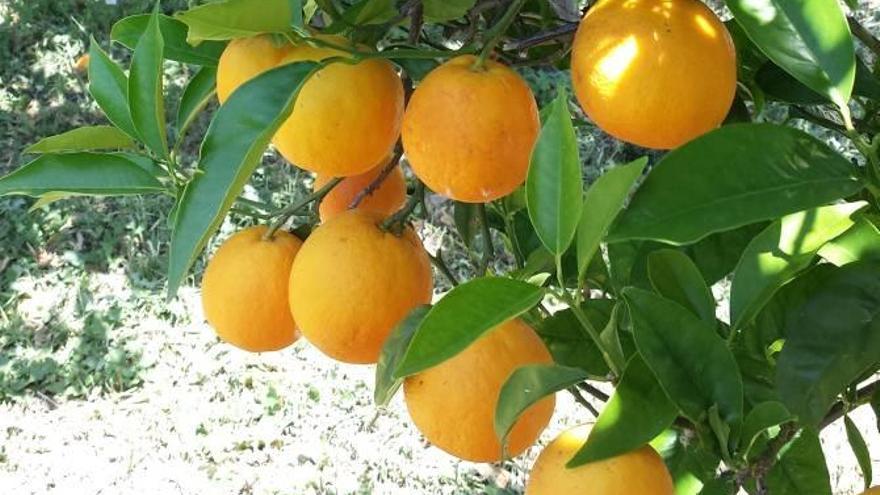 Las naranjas de Sóller tienen una edad media de 40 años.