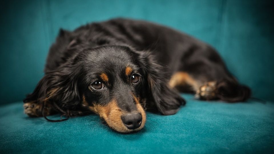 ¿Qué razas de perro no dan alergia?