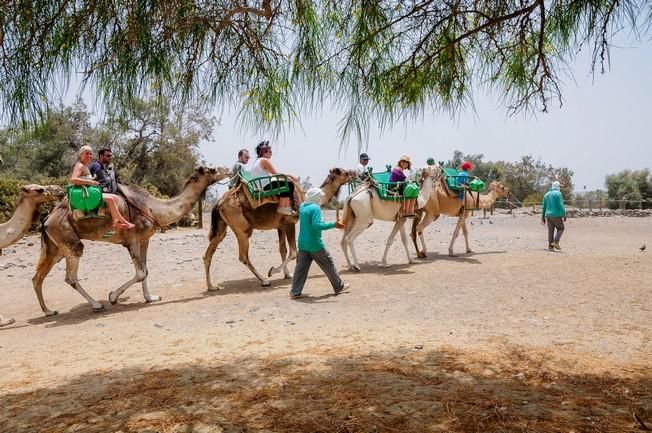 Reportaje excursiones con camellos en las Dunas ...