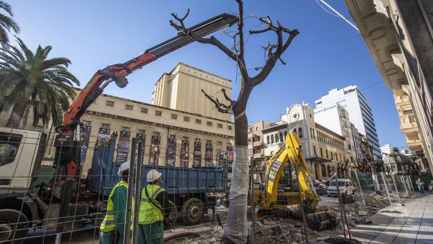 Tensión en el centro de Alicante por la tala de las melias