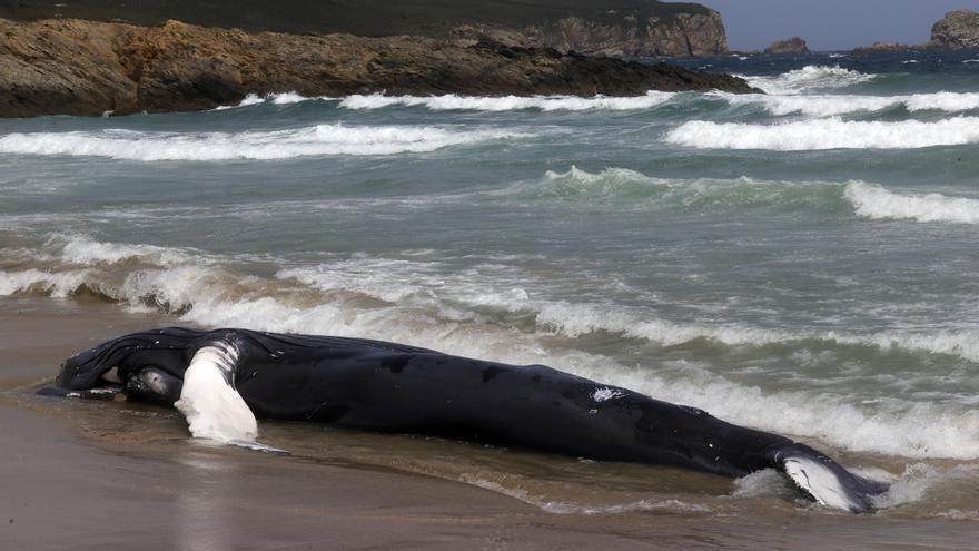 Aparece un ejemplar de ballena jorobada varada en la playa de Marmadeiro (Ferrol)