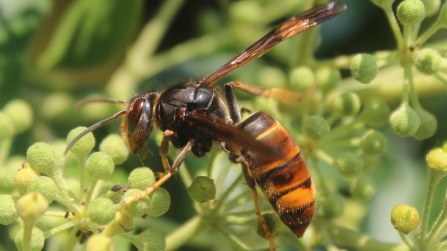 El Moianès engega una campanya per frenar la proliferació de la vespa asiàtica