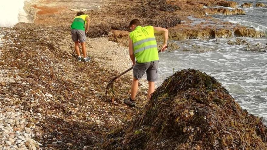 Dénia retira rastrillo en mano la posidonia de les Rotes