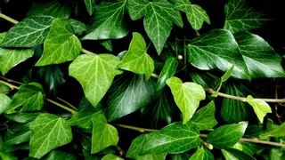 La mejor planta trepadora para decorar tu terraza esta primavera