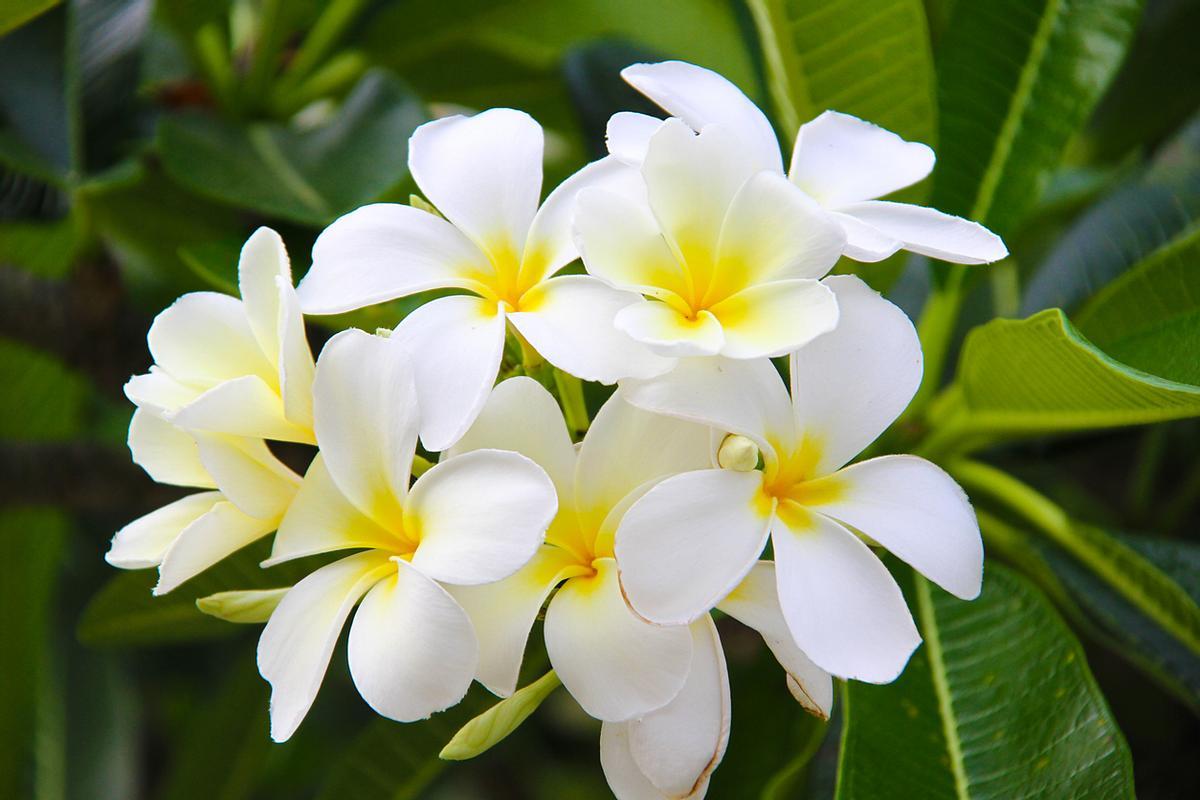 Tiare Tahití