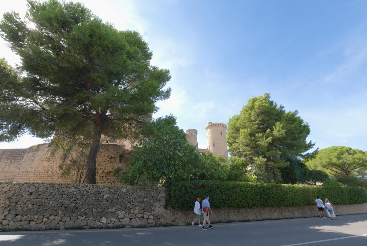 Los pinos que ocultan el monumento del Castillo de Bellver serán talados por Cort