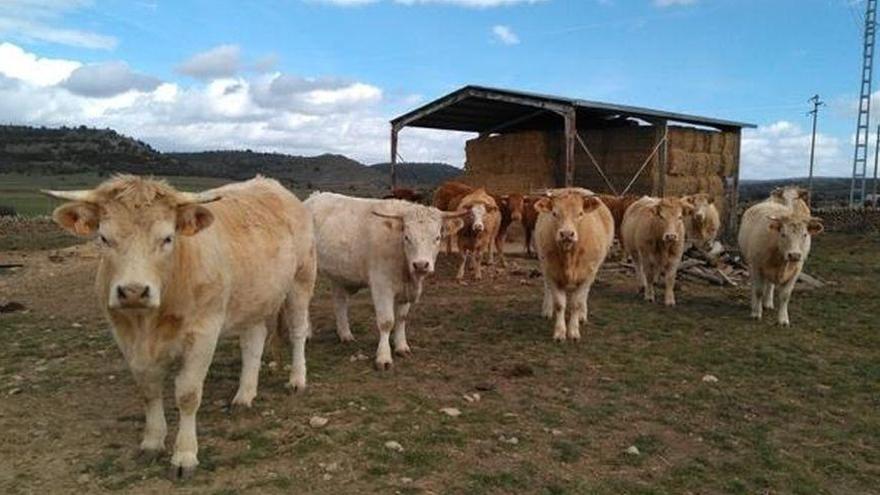 Un proyecto revaloriza alperujos para alimentar a vacas en Castellón